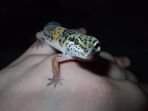 how to treat mbd in geckos