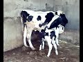 dokali vache dokali vache