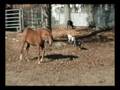 videos de Maverick & Molly G