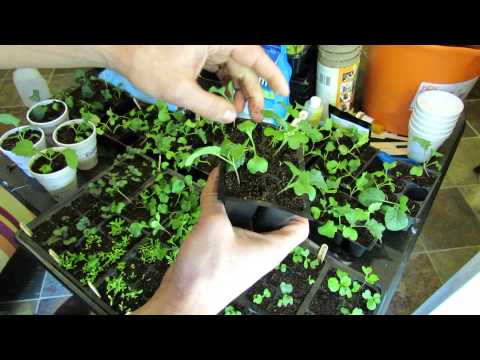 how to transplant broccoli plants