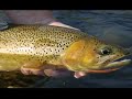 Fly fishing in Fernie BC on the Elk River and Wigwam