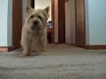 Spanky the Cairn Terrier Battles His Monster! Spanky the Cairn Terrier Battles His Monster!