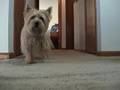 Cairn Terrier video