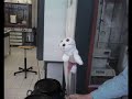 bibi marmotte s'�clate sur keep the car running