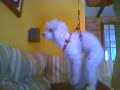caniche volador