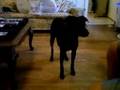 The Counting Dog