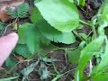 Shy Plants