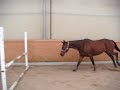 L�shopping av Nala