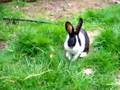 Baby Dutch Rabbits
