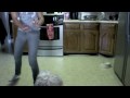 Funny dog plays hide and seek