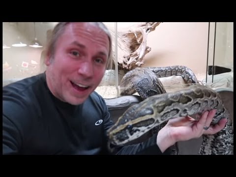 YouTube reptile video