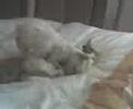 My dog Humping My cat