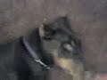Our Dog with a pack of Salami
