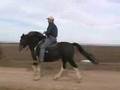 MFTHBA Gaited Curly Fox Trotter Stallion, DCC Vegas