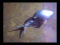 videos de o INVASOR - 1