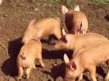 12 little piglets 12 little piglets