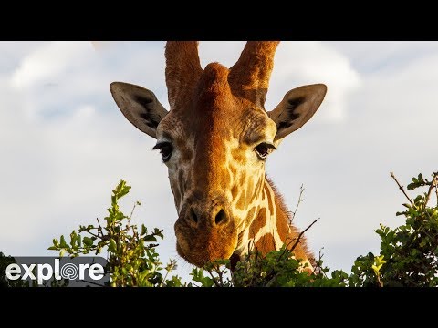 Live-Cam: Wildtiere im Mpala Research Center (Kenia) - African River Wildlife Camera