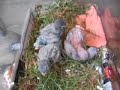 4 baby lovebirds snuggling