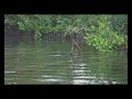 10lbs Bonefish in the Mangrove II - The Encounter 10lbs Bonefish in the Mangrove II - The Encounter