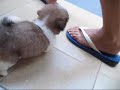 Search Video