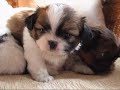 Search Video