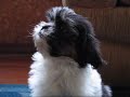 Search Video