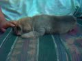 shar pei mix puppies playing