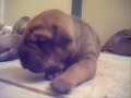 Shar-pei Mix puppies playing