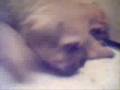 Shar-pei Mix puppies playing