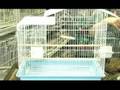 How to Buy and Care for a Parakeet : House Your Parakeet in the Right-Sized Cage
