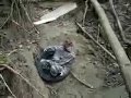 videos de Dora & le sauteur