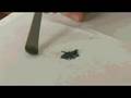 Iodine - Periodic Table of Videos