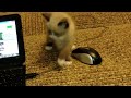 Cute Kitten And Netbook