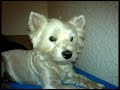 Mein Hund - Ammely Mein Hund - Ammely