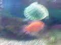 Fisch verprügelt Turtlegang Fisch verprügelt Turtlegang