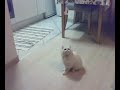 persische katzte k�mpft