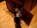 Cat opening cabniet