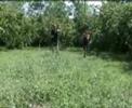 direnis ( part 2 ) - yildirim production from Samsun