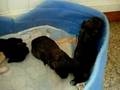 Caniche video