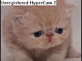 Cats Cats Cats!!