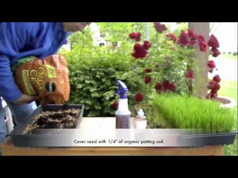 how to replant wheatgrass