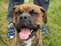 eduation attelage canin