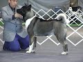 AKITAS AMERICANOS DE CHILE THOR