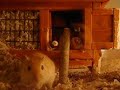 Gerbils collecting paper and throwing wooden sticks Gerbils collecting paper and throwing wooden sticks