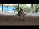 British Reining Championships 2007 - BRS Gold Stream