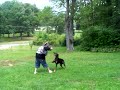 doberman attack hillbilly style SDMF