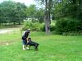 doberman attack hillbilly style SDMF