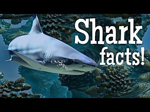 Shark Facts for Kids 