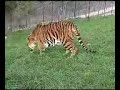 Tiger Sampson Free Gets Habitat
