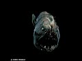 Creatures from the Deep